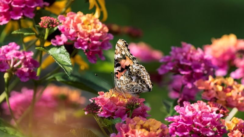 Lantana: The Butterfly Magnet