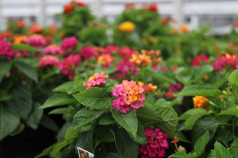Lantana