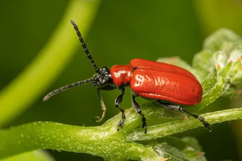 Lily Leaf Beetle