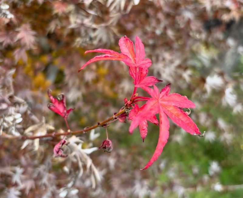 Japanese Maple