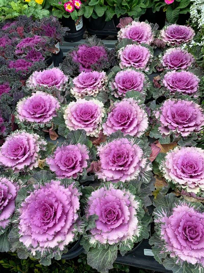 Ornamental Kale