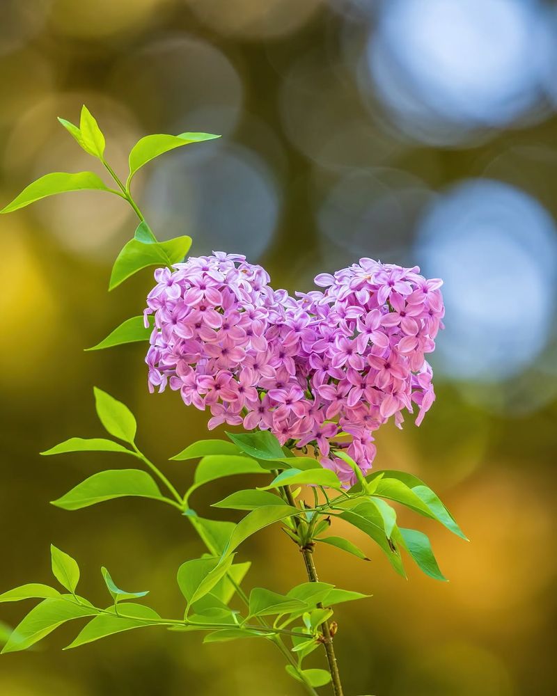 What Not To Prune In January