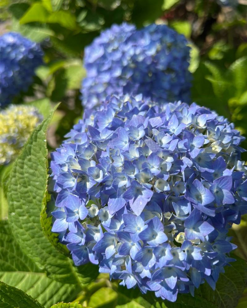 Hydrangea (Bigleaf, Panicle, Or Smooth Types)