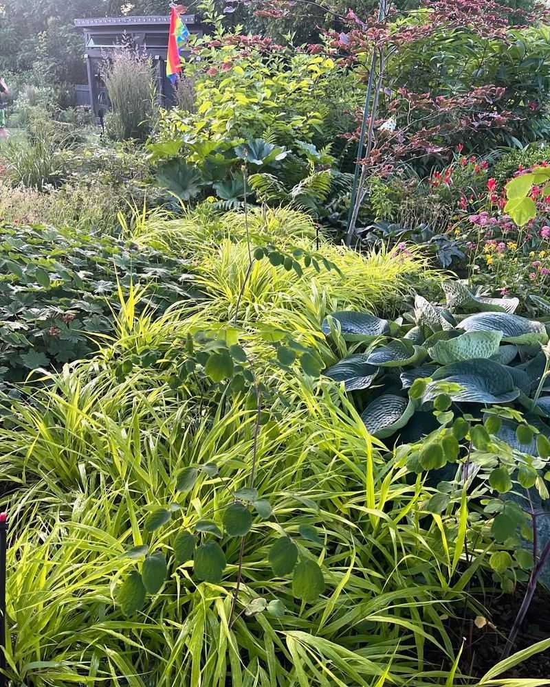 Japanese Forest Grass (Hakonechloa)