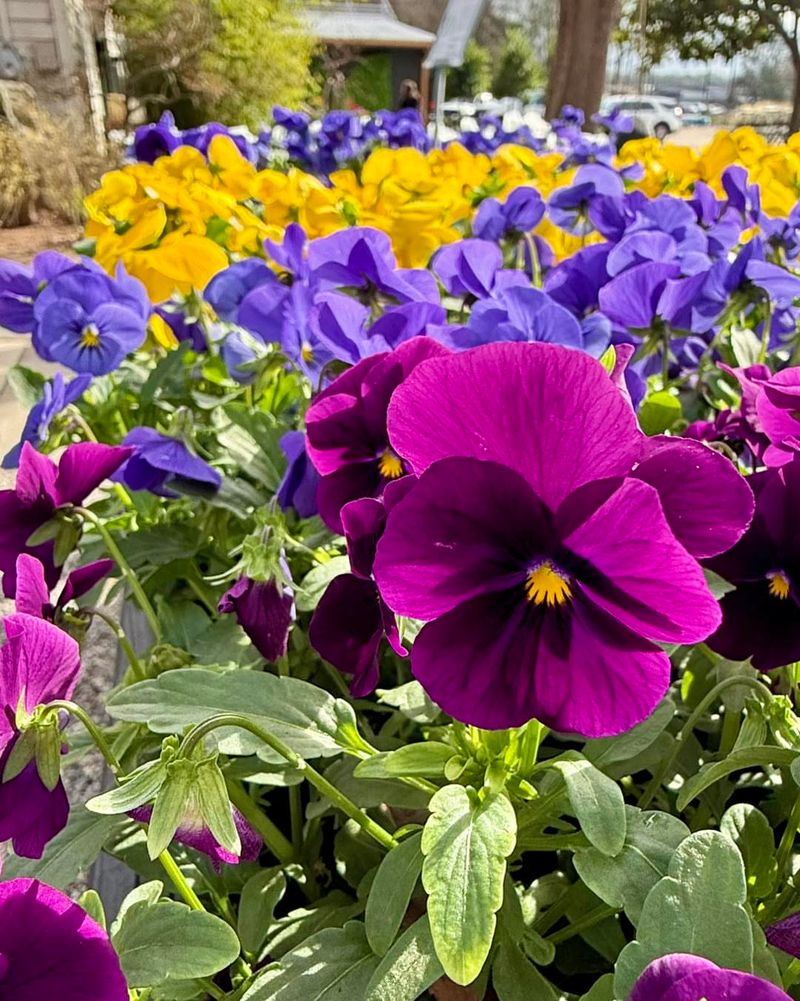 Pansies And Violas