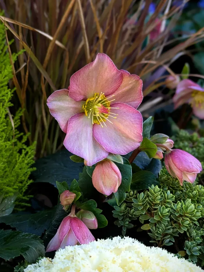 Hellebores