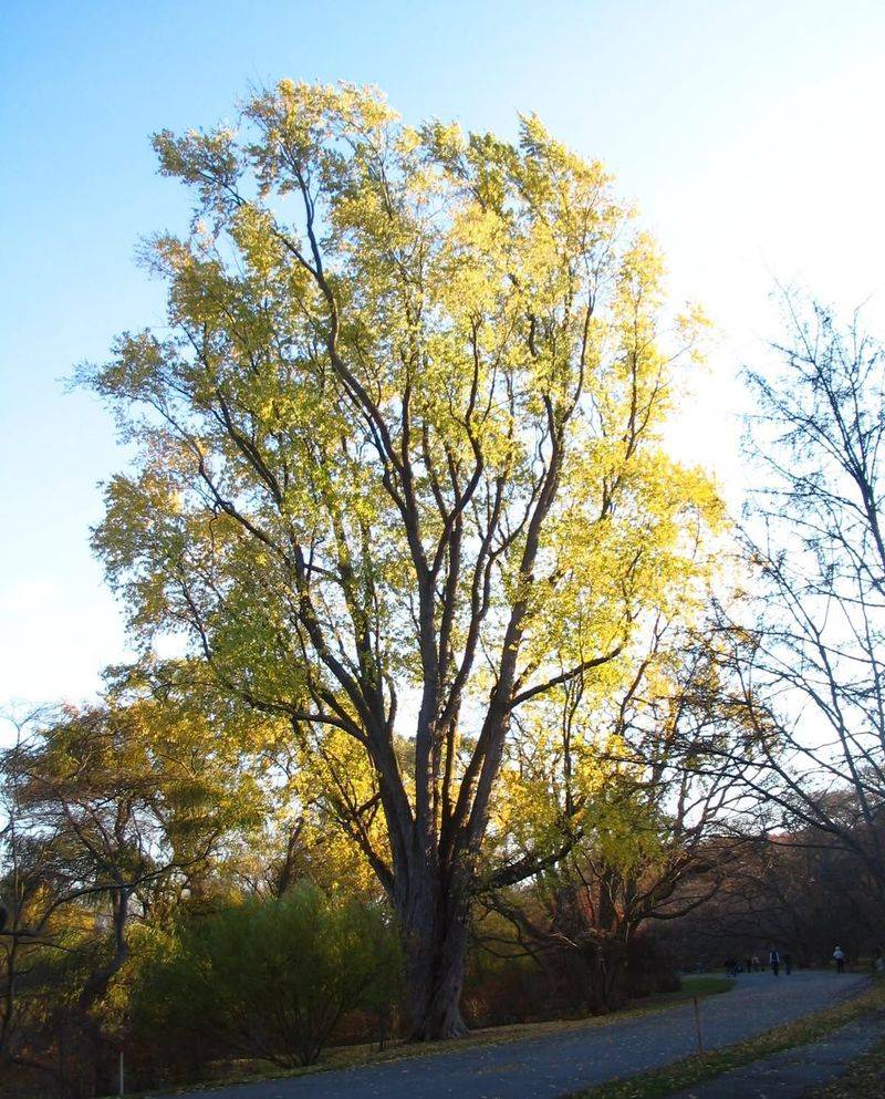 Silver Maple