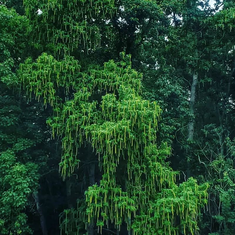 Chinese Tallow Tree (Triadica Sebifera)