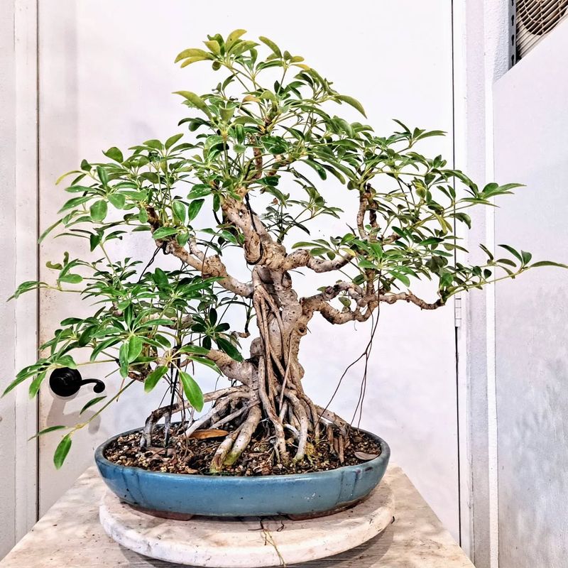 Dwarf Schefflera