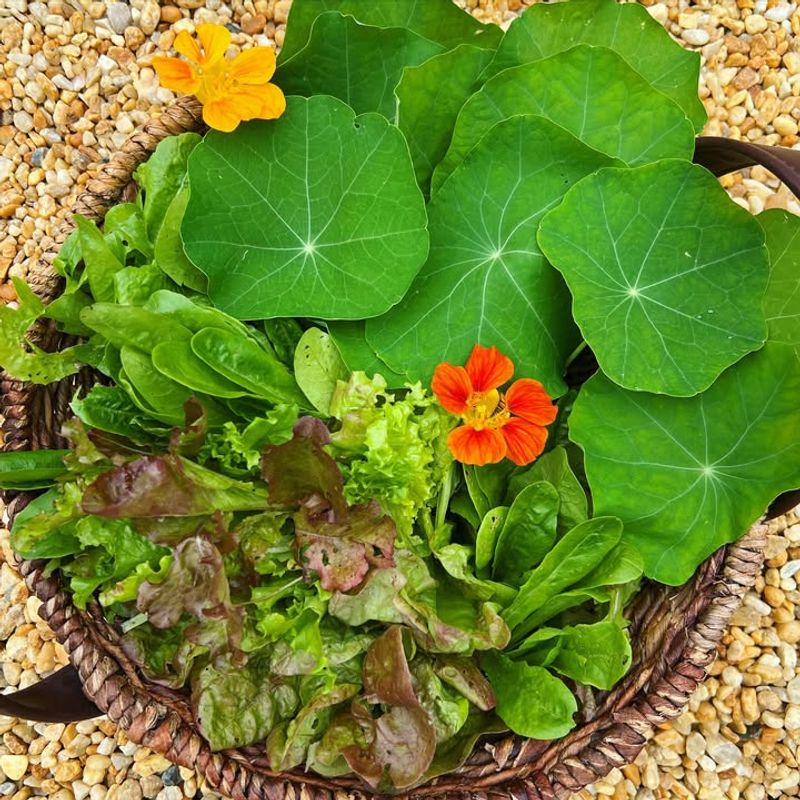 Edible Flowers And Leaves For Home Kitchens