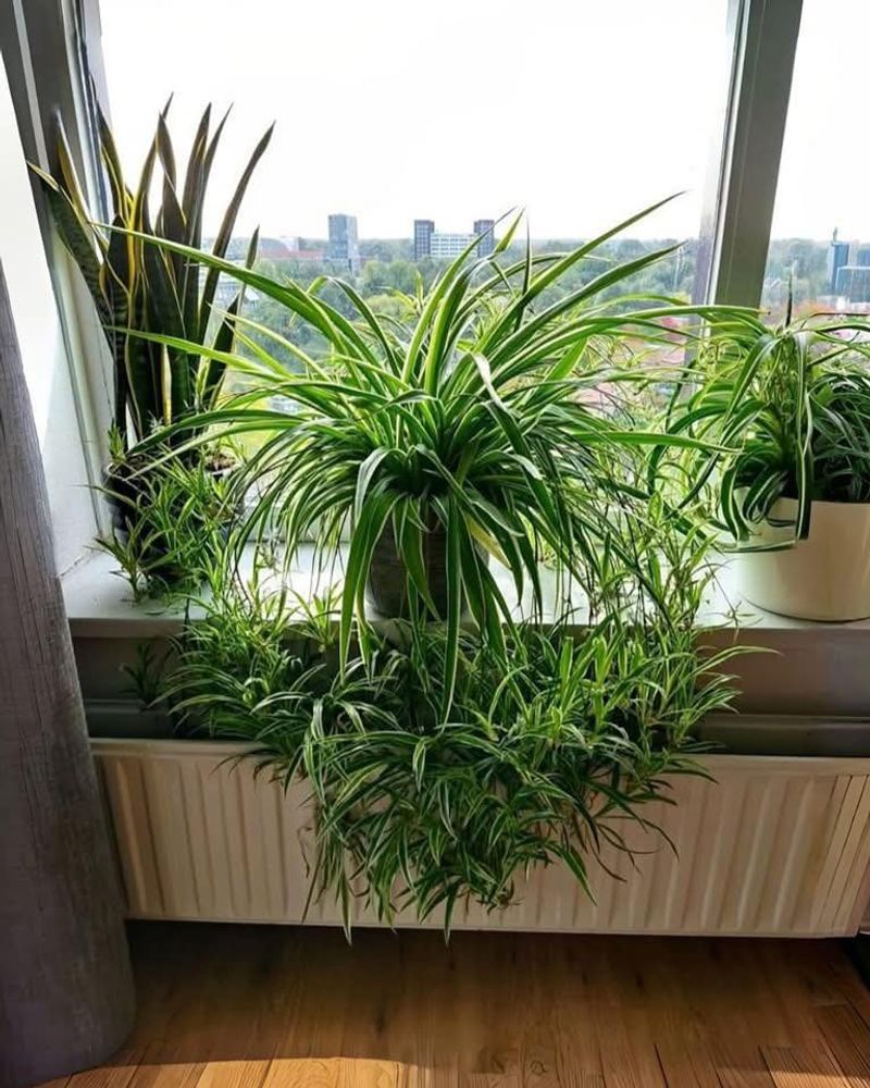 Near An East-Facing Window