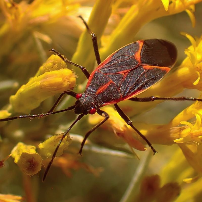 Boxelder Trees Attract These Insects