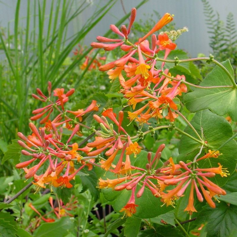 Trumpet Honeysuckle (Lonicera Sempervirens Variants)