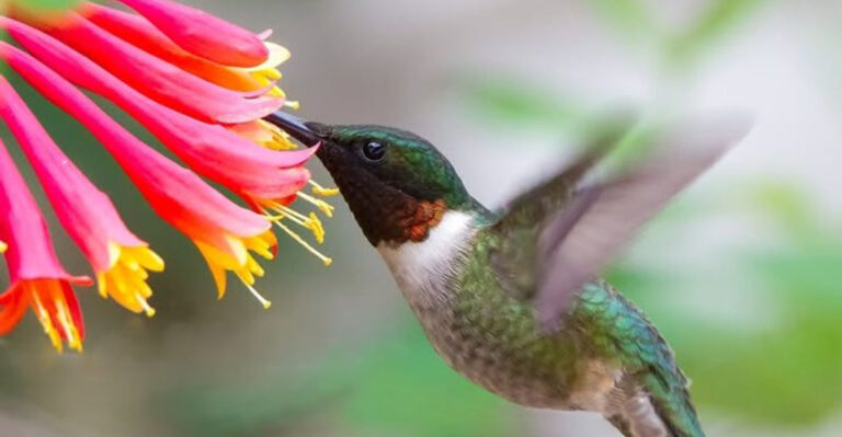 bird on coral honeysuckle