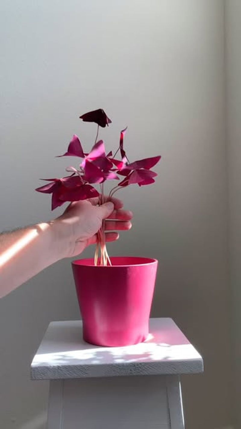 Rotate Plants Seasonally To Keep Your Space Dynamic