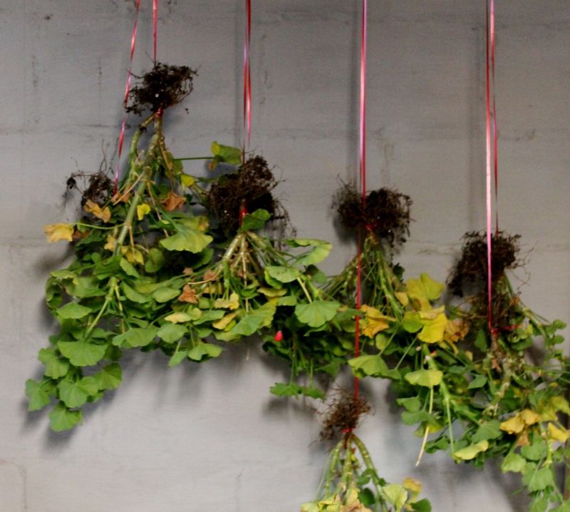 Store Dormant Geraniums In A Cool Basement