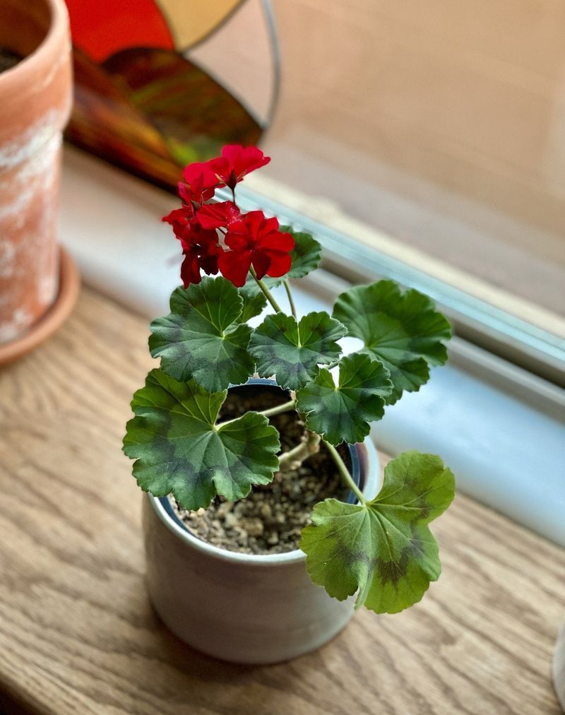 Store Dormant Geraniums in a Cool Basement