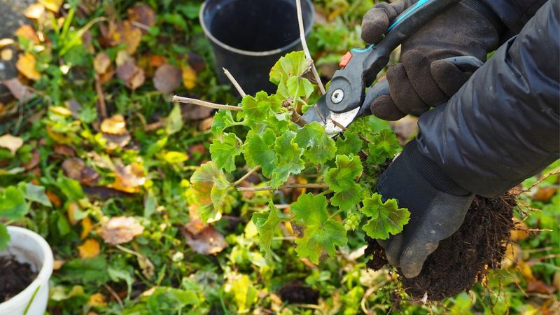 Storing Dormant Geraniums In A Cool Basement