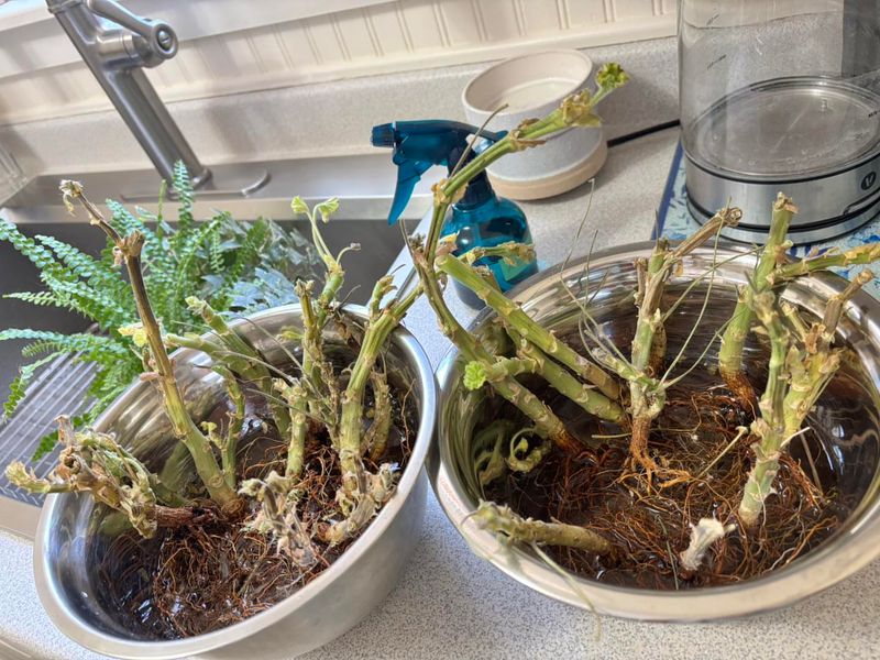 Storing Bare-Root Geraniums in a Cool, Dark Place