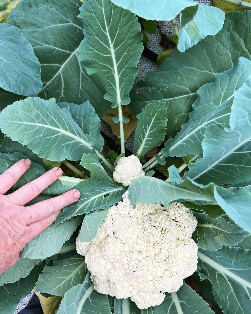 Cauliflower