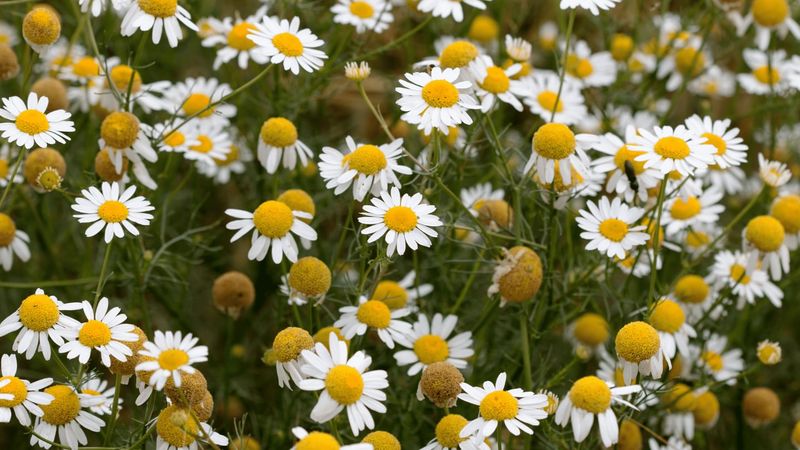 Chamomile (Matricaria Chamomilla)