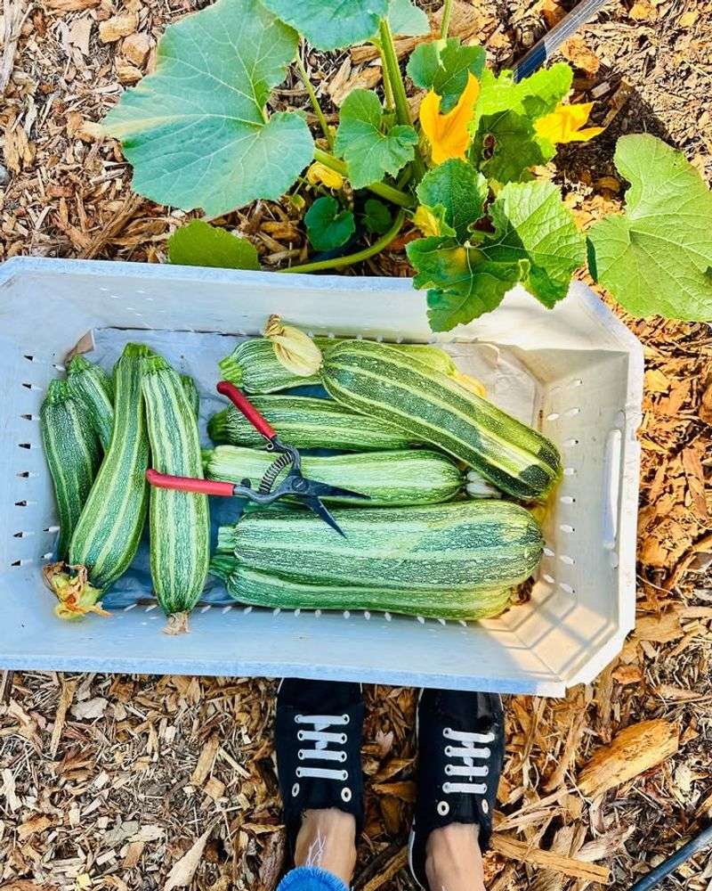 Zucchini & Summer Squash