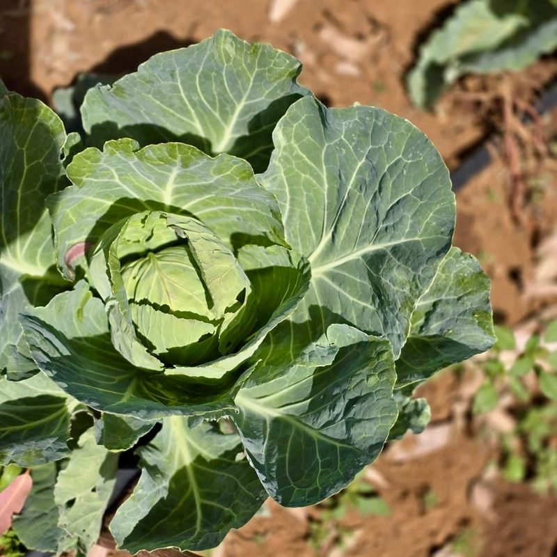 Cabbage For Frost-Tolerant Heads