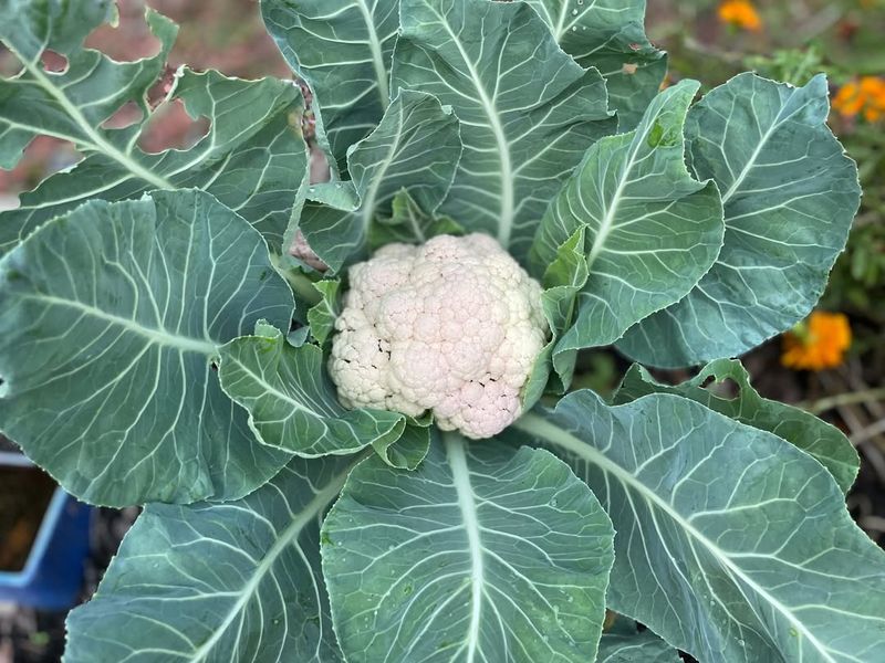 Cauliflower Benefits From Steady Winter Temperatures