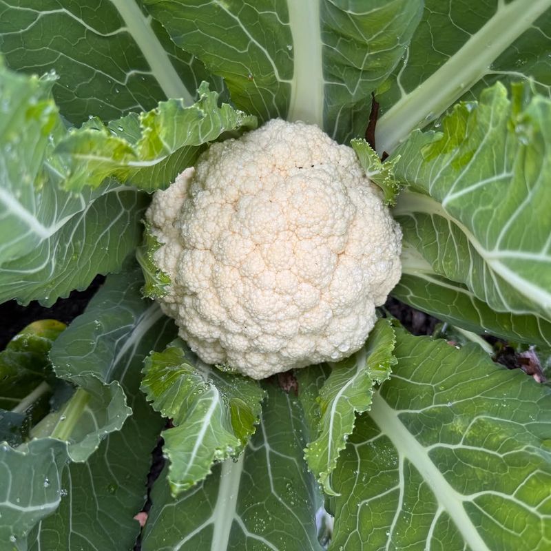 Cauliflower Produces Best In Chilly Air