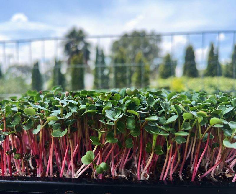 Radish Microgreens