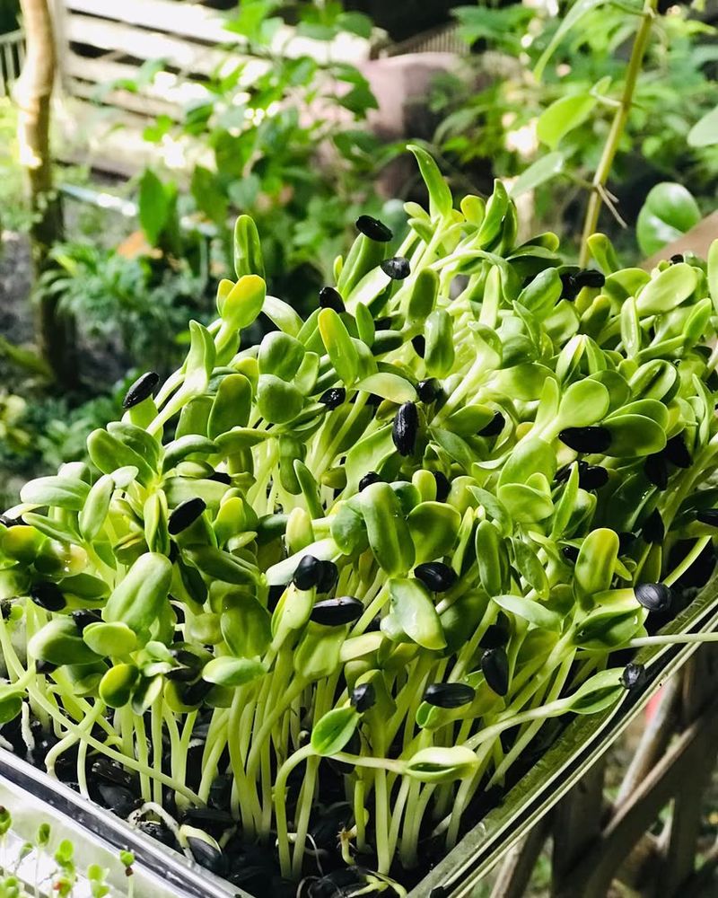 Sunflower Microgreens