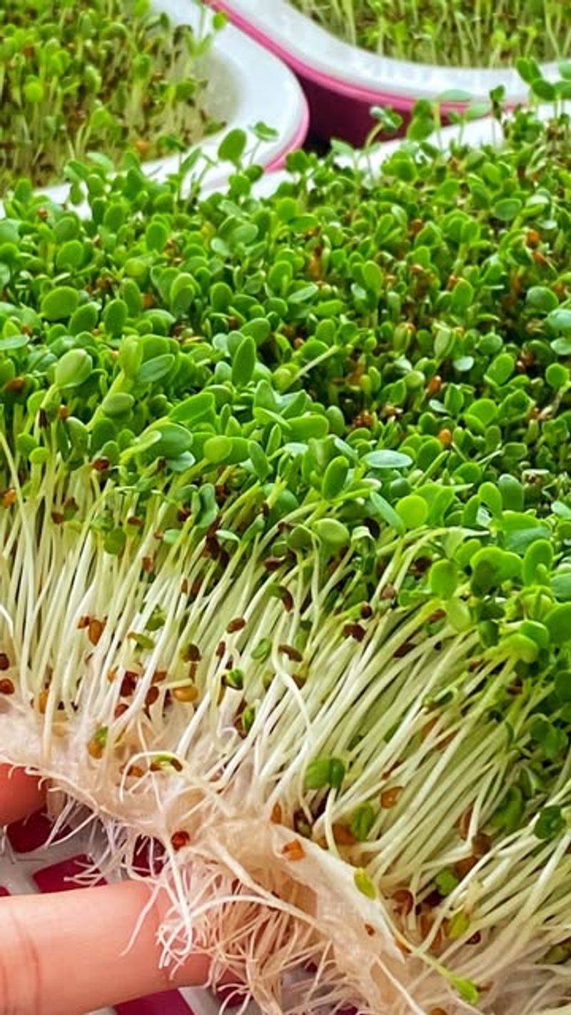 Arugula Microgreens
