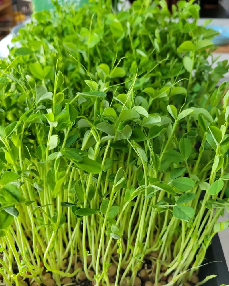 Pea Shoots For Sweet Flavor And Fast Growth