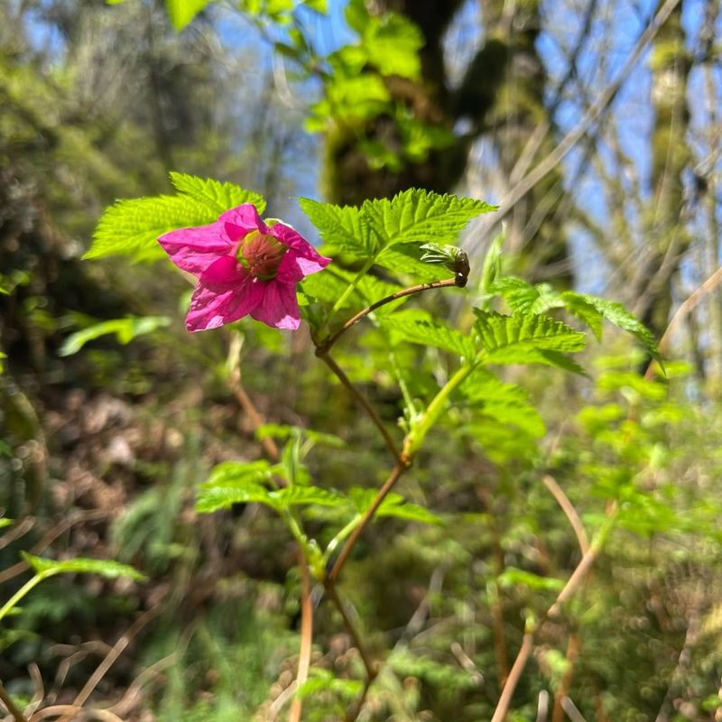 Salmonberry (Rubus spectabilis)