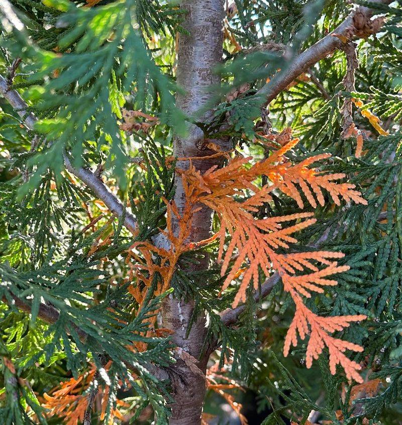 Winter Burn On Evergreens