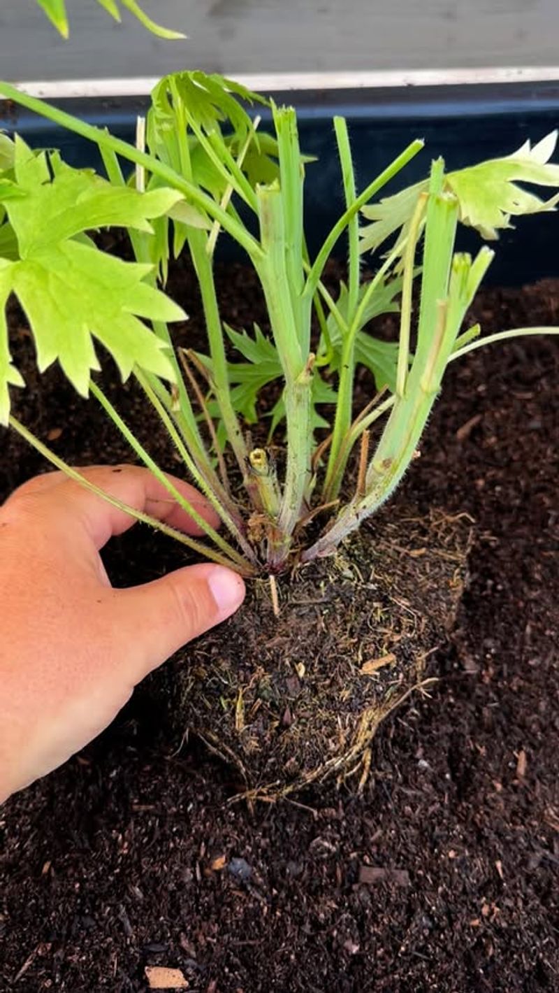 Plants Lifted Out Of The Soil By Freeze-Thaw Cycles