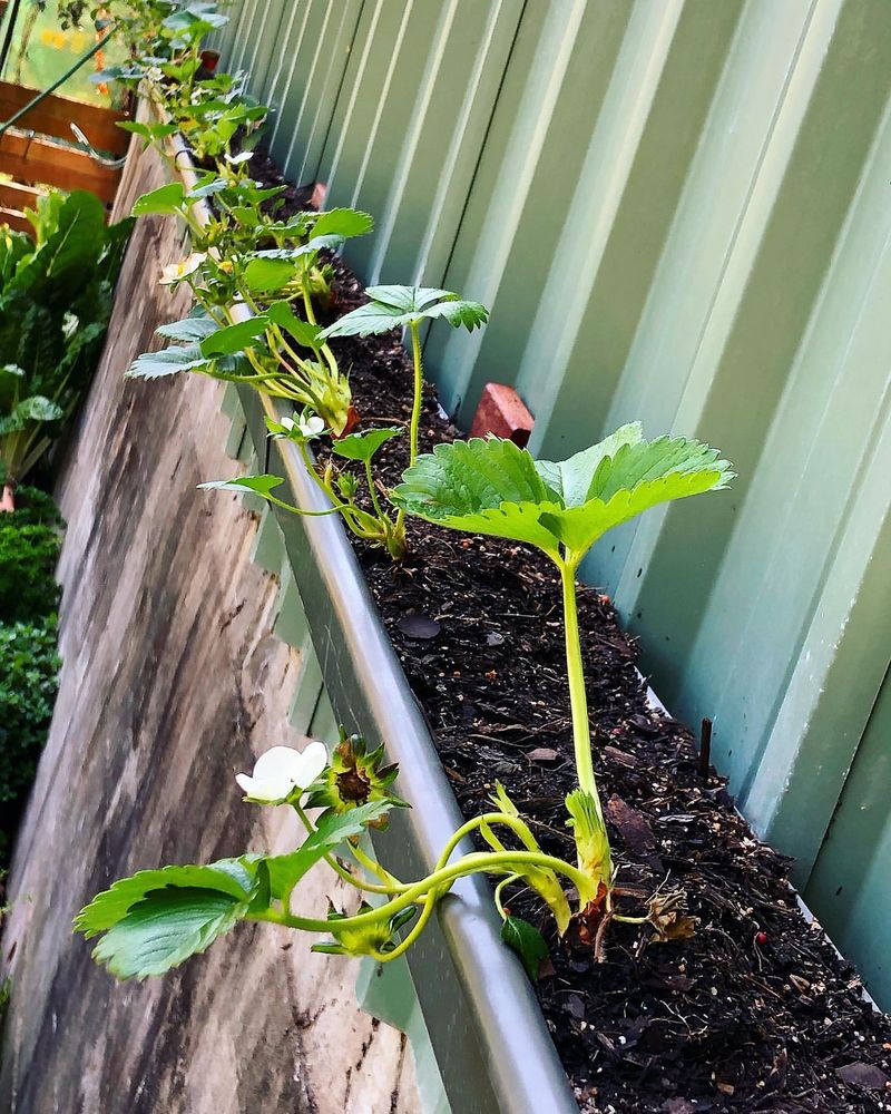 Rain Gutters As Strawberry Planters