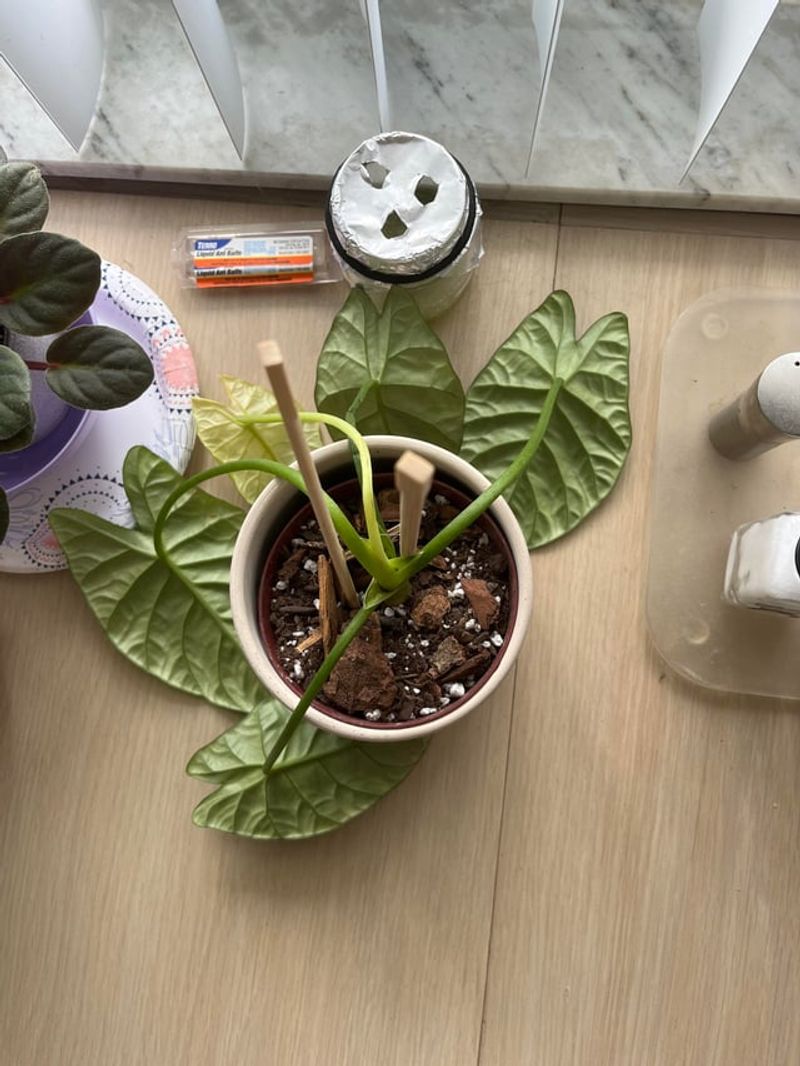 Plants Pausing New Growth After Repotting