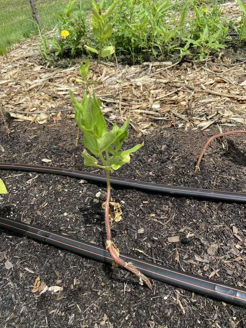 Stunted Growth That Seems Unexplained