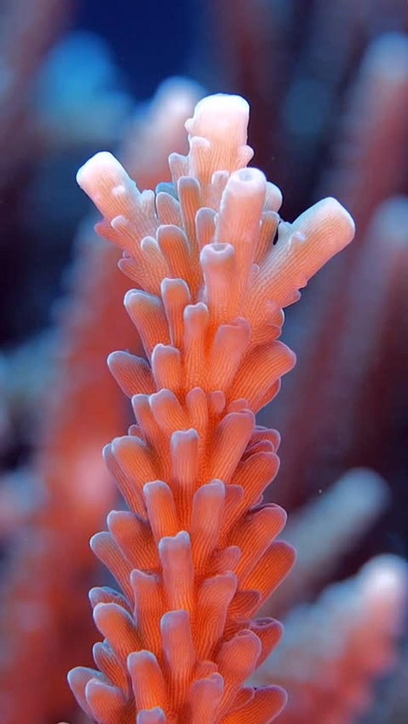 Fire Coral