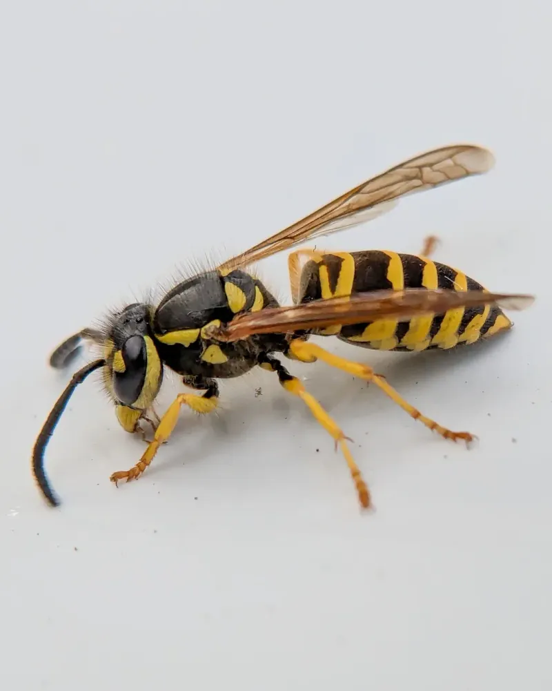 Eastern Yellow Jacket