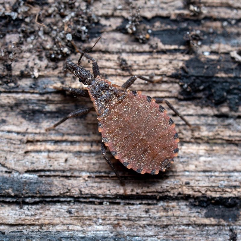 Kissing Bugs