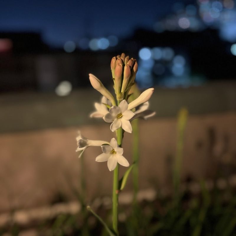 Tuberose
