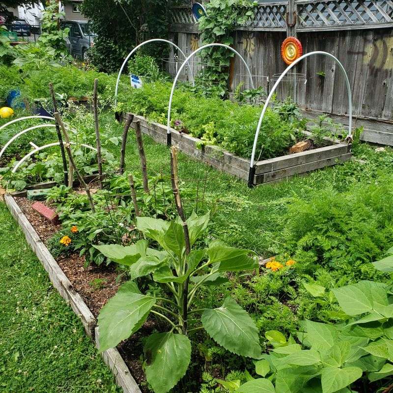 Chemical-Free Pest Management Protects Beneficial Insects