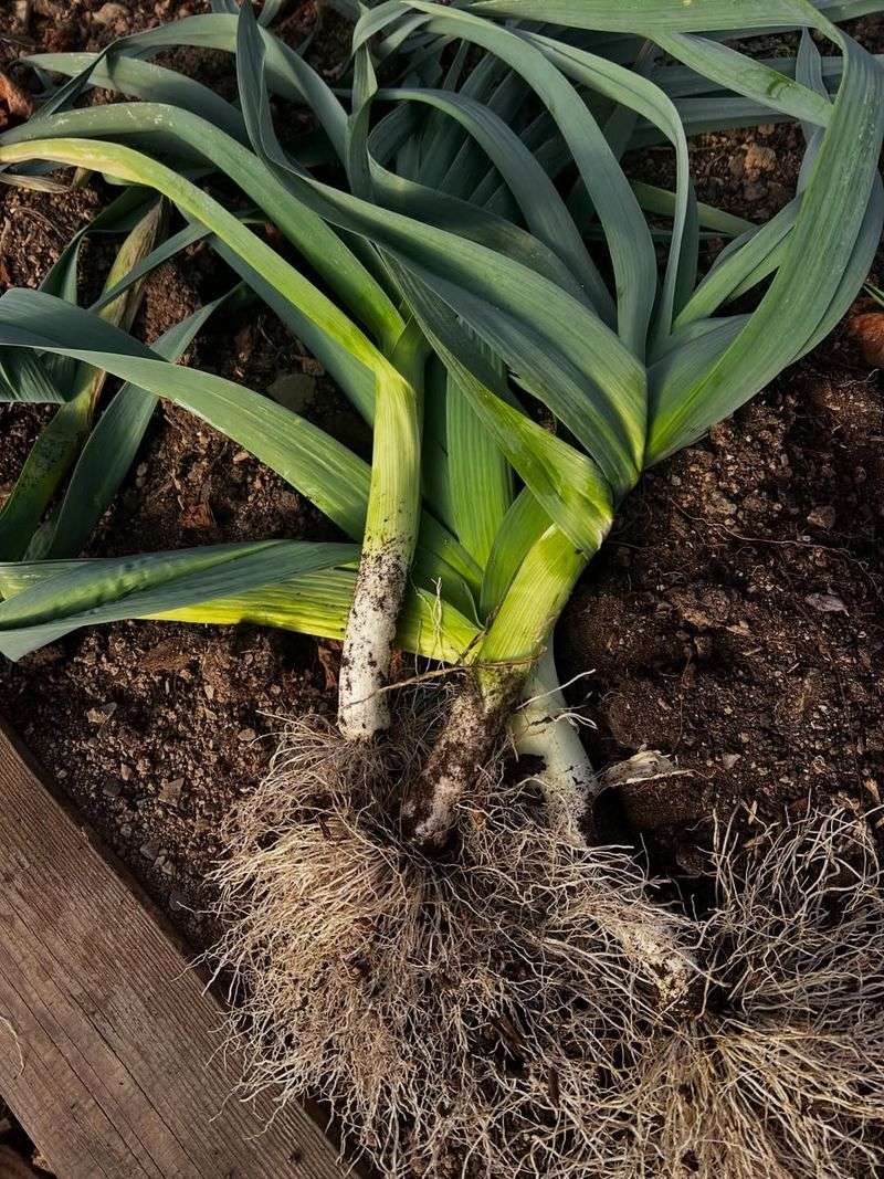 Leeks