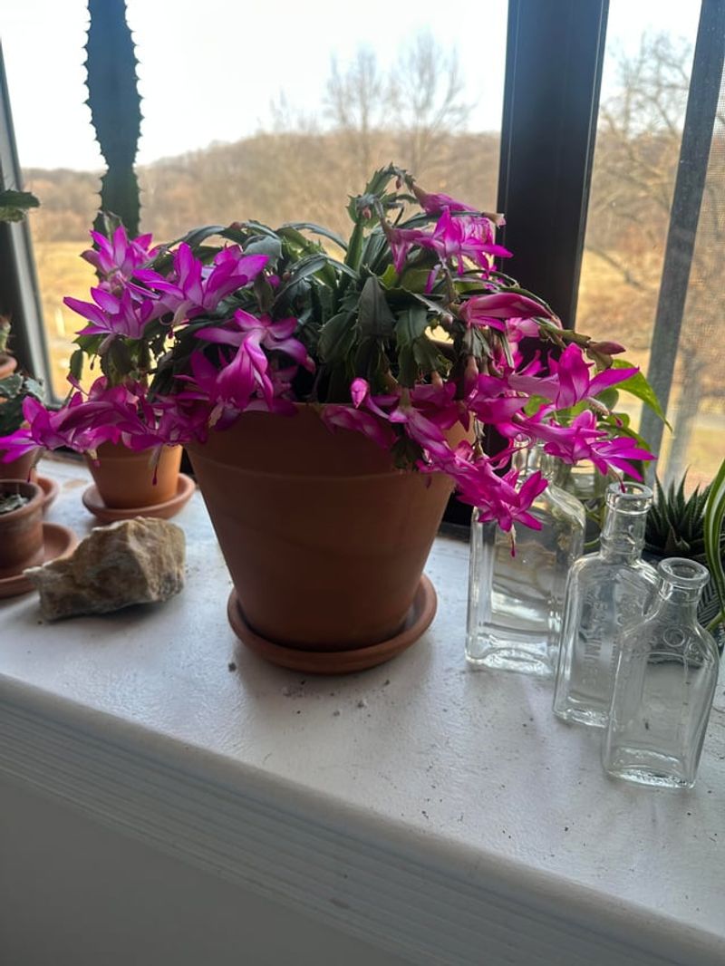 Extreme Temperature Fluctuations Near Windows