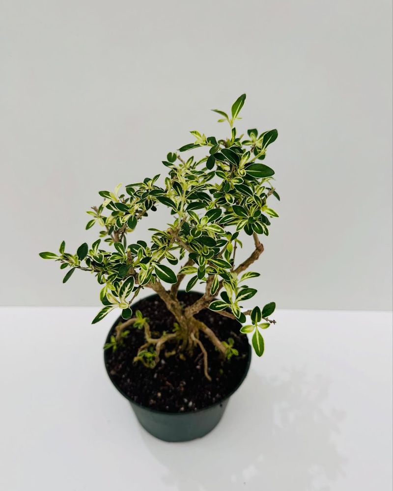 Serissa Foetida