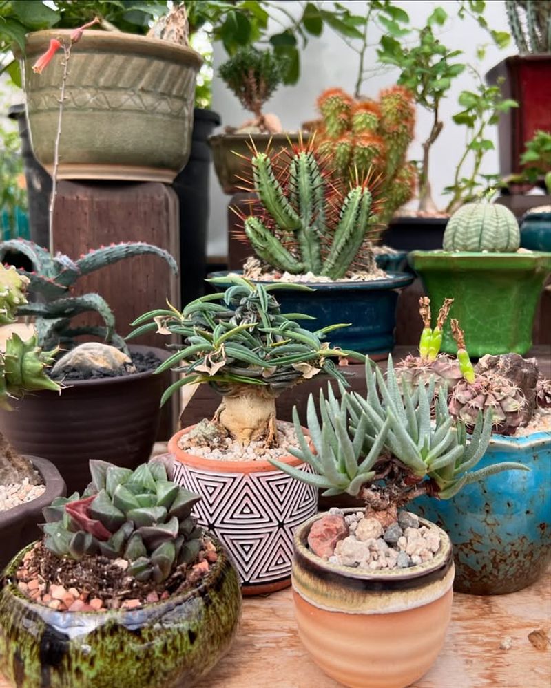 Make A Succulent Or Cactus Display