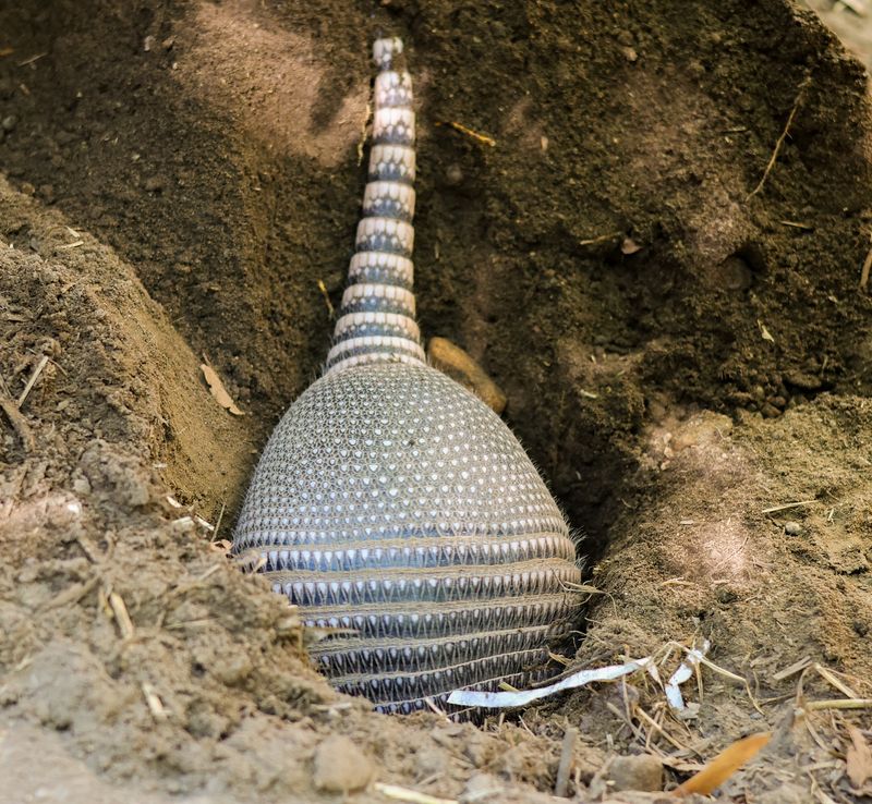 Apply Natural Repellents With Strong Scents Armadillos Dislike