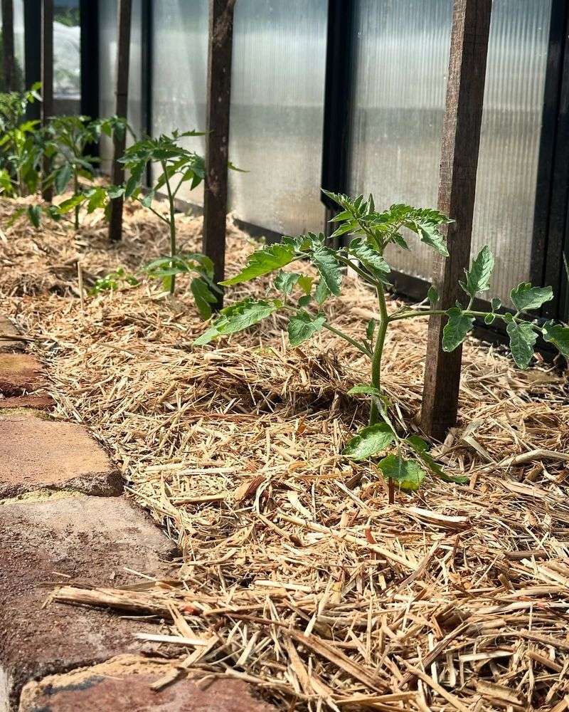 Layer Mulch To Protect Soil Structure